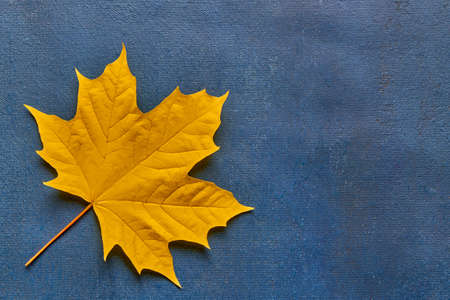 Yellow maple leaf on blue backgroundの写真素材