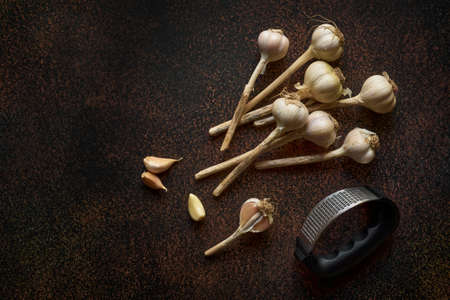 Garlic heads and metal press for grinding garlic on a dark background with copy spaceの写真素材