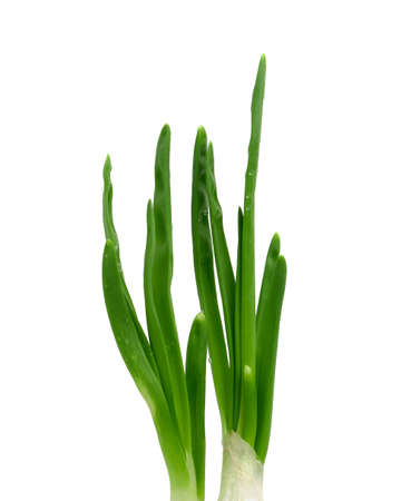 Young green onion sprouts isolated on white background close upの写真素材
