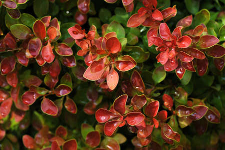 Leaves of barberry の写真素材