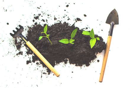 Young green nature sprout in the soil is growing up. ecology and agriculture concept. Home gardening. Miniature gardening tools on white background. Top view. Zero wasteの写真素材