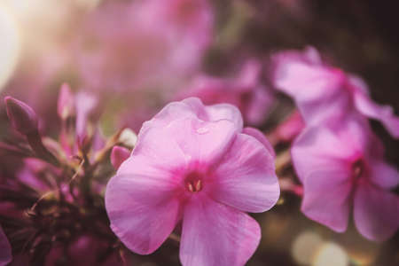 Beautiful purple Phlox on blurred background. Phlox flower close up shot in the garden. Natural beautyの写真素材