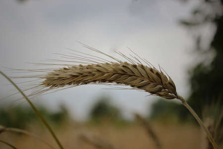 Golden wheat ears in the foreground with blurred background field at sunset, harvest, bread,. Golden wheat ears in the foreground with blurred background field. Selective focus.の写真素材