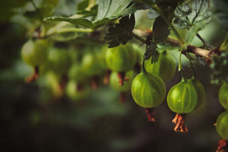 Green branch with four red ripe fresh gooseberry berries with green leaves is on a beautiful blurred background in. A garden in summer. Selective focus.の写真素材