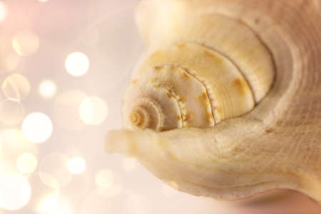 Beautiful beige sea shell on the white background. Artistic photography. Selective focus. Macro
