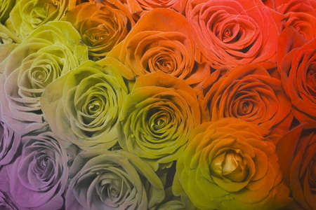 Summer blossoming delicate roses on blooming flowers festive background, soft bouquet floral card, selective focus, tonedの写真素材