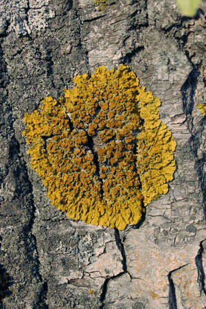 Relief texture of the brown bark of a tree with yellow moss on it. Vertical photo of a tree bark texture. Relief creative texture of an old oak bark.の写真素材