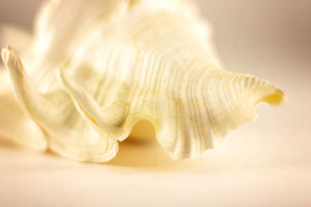 Beautiful beige sea shell on the white background. Artistic photography. Selective focus. Macro
