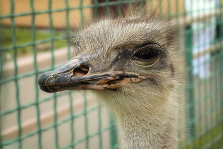 The head and face of the ostrich. The head and face of the ostrich in the natural atmosphere....