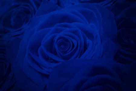 Bouquet Of Beautiful Blue Roses. Blue Creative Tinting. Trend color classic blue. Color of 2020. Main trend of the year. Valentine's Day. Selective Focus, Blue Creative Tinting.の写真素材