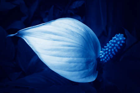 Houseplant - Spathiphyllum. Beautiful Peace lily spathiphyllum with leaves in dark background....