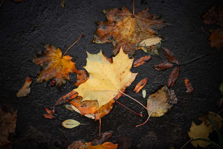 Golden Autumn Time. Yellow Maple Leaf On Asphalt Surface. Orange maple leaf fell into a gray puddle...