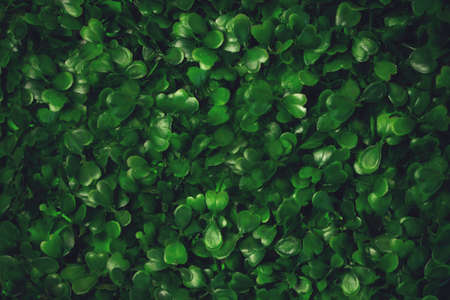 Green grass texture background. Starweed -winterweed, chickweed, satinflower, Stellaria media-...