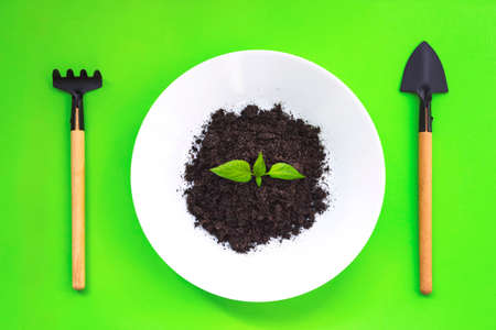 Miniature gardening tools, white plate with soil and young green nature sprout on green background....