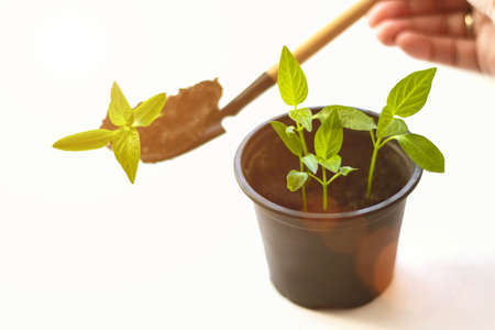 Gardening Spring or Summer Concept. A sequence of seedlings growing progressively taller, against a...