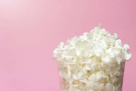 Flower petals in a transparent glass on a pink background with sunlightの写真素材