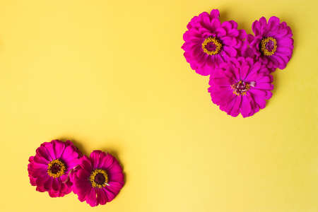 colorful purple flowers zinnia elegans, flat lay postcard style on background yellow. Space for textの写真素材