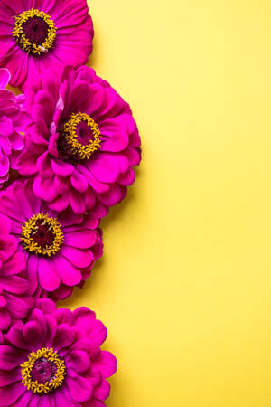 Three Zinnias On Deep Yellow Canvas With Copy SpaceSpace for text, flat layの写真素材
