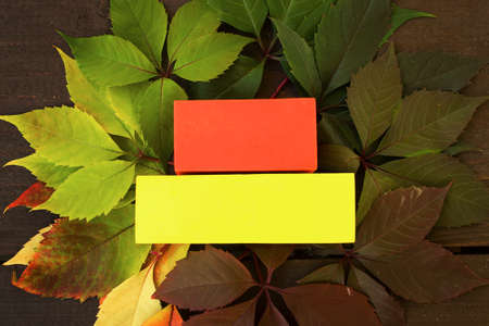 Autumn leaves and colored rectangles for text with sunshine, Autumn background, fall autumn colorful...