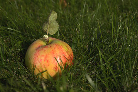 A fresh ripe juicy apple on the grass
