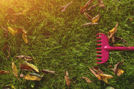 green grass lawn with rake broom in autumn fall season. Agricultural, gardening equipment conceptの写真素材