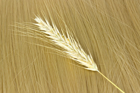 Strand of blond hair with sprigs of ripe wheat on white. Curls of hair. Blonde wavy hair on white background. Hairdresser service, hair strength, haircut, hairstyleの写真素材