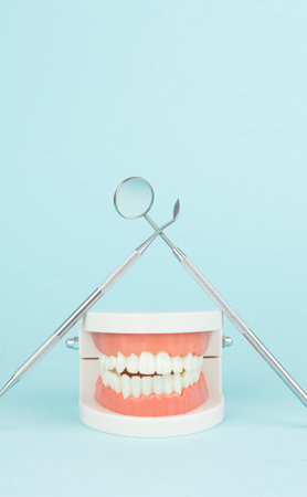 Dentures Dental Teeth Model with Dentist Professional tools medical equipment. Complete denture or full denture on blue background.の写真素材