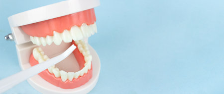 Dentures Dental Teeth Model with oral cavity irrigator that cleans teeth. Complete denture or full...