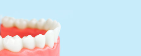 False teeth, jaws. Dentistry instruments and dental hygienist checkup concept Close up, Model of jaw...