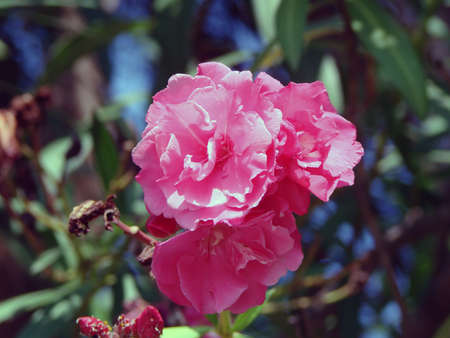 Oleander, Arboretum, Sochi, Russiaの写真素材