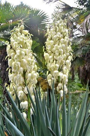 Flower yucca in the park Macesta Sochi, Russiaのeditorial素材