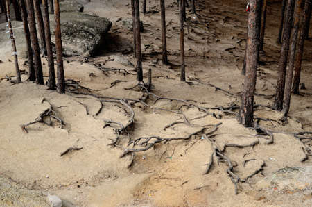 Roots in the mountain forest, State National Natural Park "Burabai", Kazakhstanの写真素材
