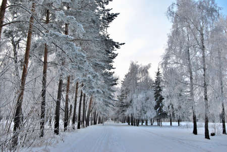 Winter Siberian city park, Omsk regionの写真素材