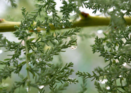 Rain drops on the branches of trees, Omsk region, Russia