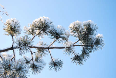 Plants covered with snow, Omsk region, Russia