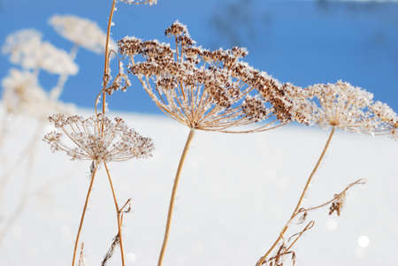 Plants covered with snow, Omsk region, Russiaの写真素材