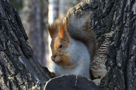Squirrel, Omsk region, Siberia, Russia