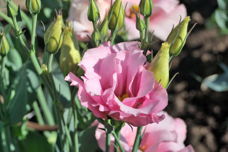 Flowers of eustoma, Omsk region, Russia                                                         