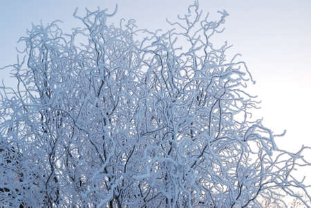 Plants covered with snow, Omsk region, Russia の写真素材
