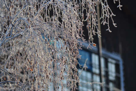 Branches of trees covered with hoarfrost in the first rays of the sun, Omsk region, Russia の写真素材