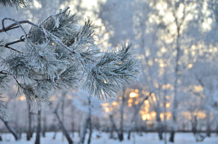 Branches of trees covered with hoarfrost in the first rays of the sun, Omsk region, Russia 