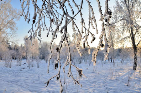 Trees covered with hoarfrost in the first rays of the sun, Omsk region, Russia 