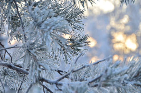 Trees covered with hoarfrost in the first rays of the sun, Omsk region, Russia 