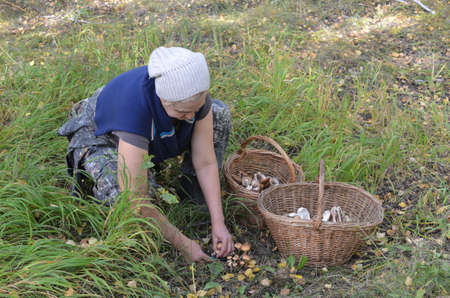 Omsk region, Russia - September 20, 2018: Woman collects mushrooms honey agarics in the forestのeditorial素材