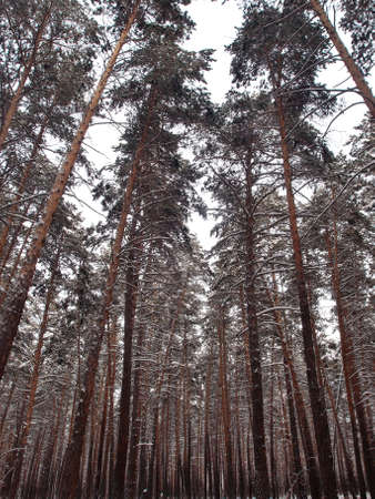 Winter Siberian forest, Omsk regionの写真素材