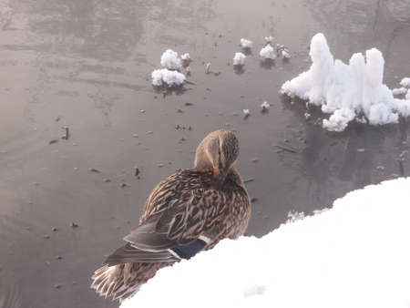Ducks on the lake formed by a healing spring on the territory of the Achair monastery, Omsk region, Siberia, Russiaの写真素材