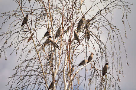 Bird waxwing bulletin spring is coming, Omsk, Russia, Siberiaの写真素材