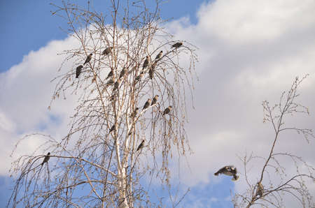 Bird waxwing bulletin spring is coming, Omsk, Russia, Siberiaの写真素材