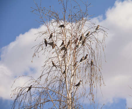 Bird waxwing bulletin spring is coming, Omsk, Russia, Siberiaの写真素材