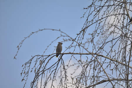 Bird waxwing bulletin spring is coming, Omsk, Russia, Siberia